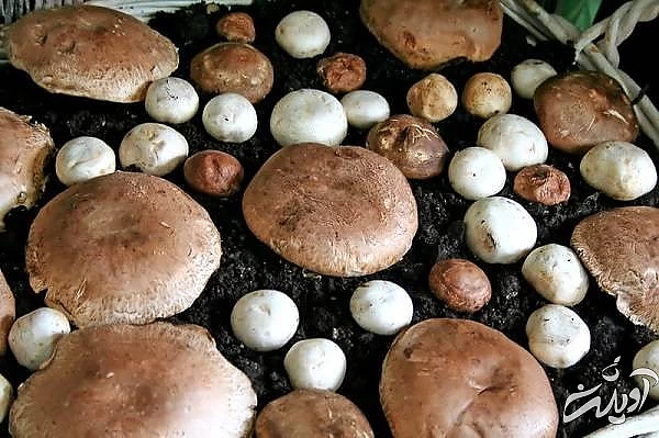 نحوه پرورش قارچ در خانه کشت و پرورش قارچ
